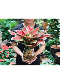 Chậu thuỷ tinh miệng khum chuyên dùng trồng cây thủy sinh, thủy canh, bình nuôi cá để bàn