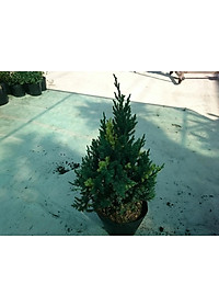 Cây Sơn Tùng Cẩm Thạch - cây cảnh để bàn + tặng phân bón cho cây