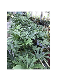 Cây trầu bà cánh phượng - cây cảnh để trong nhà + tặng phân bón cho cây