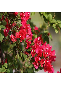 Cây Hoa Giấy Đỏ Lửa - cây cảnh để bàn + tặng phân bón cho cây