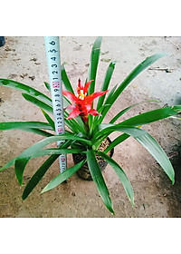 Cây phong lộc - cây cảnh để bàn + tặng phân bón cho cây