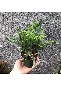 Cây Dương Xỉ Thái - Cây cảnh để trong nhà + Tặng phân bón cho cây