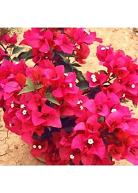 Cây Hoa Giấy Đỏ Lửa - cây cảnh để bàn + tặng phân bón cho cây