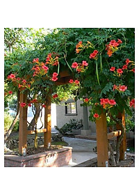 Cây hoa đăng tiêu - cây cảnh vườn + tặng phân bón cho cây