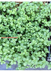 HẠT GIỐNG BẠC HÀ ÂU PHÚ NÔNG