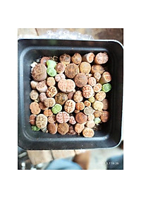 Cây sen đá mông , sen đá lithops 1 năm tuổi
