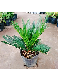 Cây Thiên Tuế - cây cảnh để bàn + tặng phân bón cho cây mau lớn