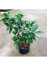 Cây Hạnh Ngọt - cây tắc ngọt thái + tặng phân bón cho cây