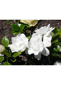 Cây Lài Tiểu Thư hoa thơm + tặng phân bón cho cây