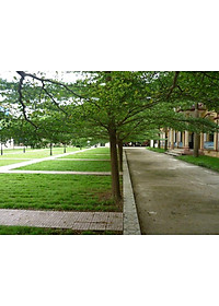 Cây Bàng Đài Loan - cây cảnh vườn + tặng phân bón cho cây