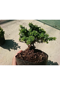 Cây Linh Sam Bonsai - cây cảnh bonsai + tặng phân bón cho cây