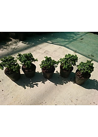 Cây Linh Sam Bonsai - cây cảnh bonsai + tặng phân bón cho cây