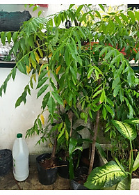 Cây cóc Thái, chiều cao khoảng 1m