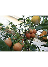 product-img-4