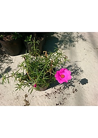 Cây hoa mười giờ mỹ - cây cảnh vườn + tặng phân bón cho cây