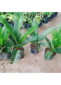 Cây Thiên Tuế - cây cảnh để bàn + tặng phân bón cho cây mau lớn