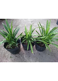 Cây lá dứa ( cây lá nếp ) - cây cảnh vườn + tặng phân bón cho cây