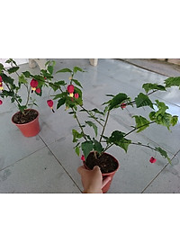 Cây Lồng Đèn - cây cảnh vườn + tặng phân bón cho cây