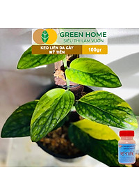 Keo Liền Sẹo Cho Cây Greenhome, Mỹ Tiến, Chai 100gr, Liền Nhanh Vết Cắt Da Cây, Chiết Cành, Tạo Dáng Bonsai, Lan, Kiểng