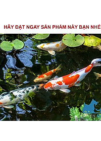 Bông Lọc Bể Cá 8D | 8 Lớp Lọc Nước Siêu Sạch, Hiệu Quả Gấp Đôi