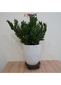 Đế Lót Chậu Cây Có Bánh Xe Cao Cấp ANKAN Hình Tròn Màu Xám Đen R30Cm Tải trọng 150 Kg Gỗ Tràm Bông