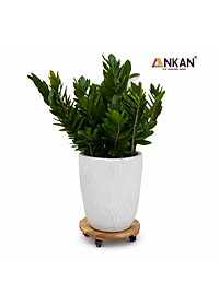 Đế Kê Chậu Cây Có Bánh Xe ANKAN, R30cm Làm Giá Đỡ Kệ Hoa Cây Cảnh, Màu Vàng Nắng, Chịu Tải 120Kg