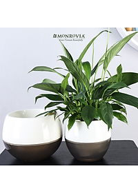 Chậu tự tưới MONROVIA I0 dành cho hoa, cây cảnh, trang trí nhà cửa, văn phòng