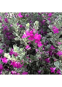 Cây Tuyết Sơn Phi Hồng - Cây cảnh vườn + Tặng phân bón cho cây