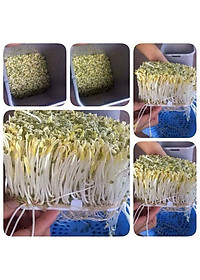 Máy làm rau giá sạch đa năng tự động ĐT-103