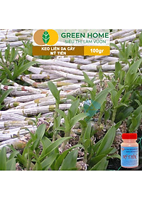 Keo Liền Sẹo Cho Cây Greenhome, Mỹ Tiến, Chai 100gr, Liền Nhanh Vết Cắt Da Cây, Chiết Cành, Tạo Dáng Bonsai, Lan, Kiểng
