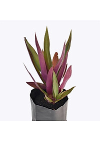 Cây Sò Huyết ( cây lẻ bạn ) - cây cảnh mini - cây cảnh vườn