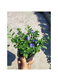 Hoa Thanh Tú - cây cảnh vườn + Tặng phân bón cho cây mau lớn