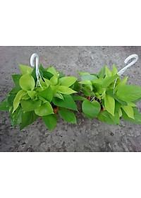 Cây Trầu Bà Tim Vàng - cây cảnh để trong nhà + tặng phân bón cho cây