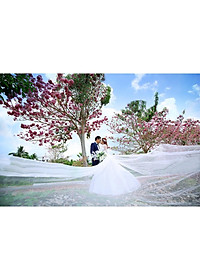 Cây Kèn Hồng - cây cảnh vườn + tặng phân bón cho cây