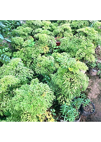 Cây đinh lăng trưởng thành cao 50-60cm (ảnh thật số 2)