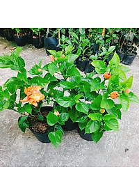 Cây Hoa Dâm Bụt cánh kép (Màu Cam) - cây cảnh để trong nhà + tặng phân bón cho cây