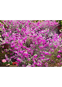 Cây Tuyết Sơn Phi Hồng - Cây cảnh vườn + Tặng phân bón cho cây