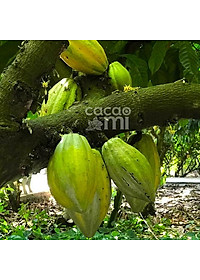 Bột ca cao nguyên chất vị truyền thống Cacao Mi loại Original đặc sản Việt Nam làm quà biếu tặng chuẩn xuất khẩu 127g