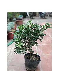 Cây Nguyệt Quế hoa thơm - cây cảnh vườn + Tặng phân bón cho cây