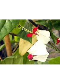 Cây Ngọc Nữ - cây cảnh vườn + Tặng phân bón cho cây mau lớn