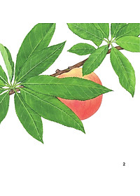 product-img-2