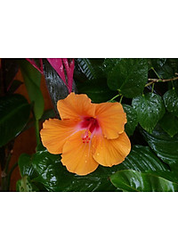 Cây Hoa Dâm Bụt Cam - cây cảnh vườn + tặng phân bón cho cây