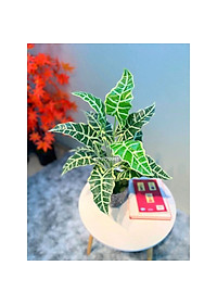 Chậu cây giả để bàn làm việc ,bình hoa để bàn trang trí