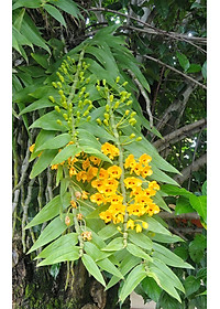 Phân bón hữu cơ sinh học Dịch trùn quế thủy phân - Phân trùn quế BIO 01 kích thích ra rễ và tốt lá (chai 500ml)