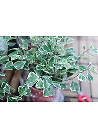 Cây bàng cẩm thạch - cây cảnh để bàn + tặng phân bón cho cây