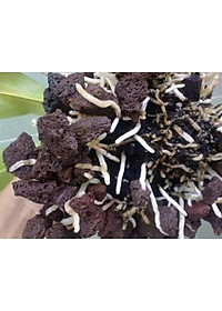 Vật Liệu Lọc Hồ Cá 1KG | Bông Lọc 8D Cao Cấp 50x11x2cm Hiệu Quả