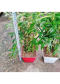 Cây Trúc Quan Âm - Trúc Phật Bà - Cây trúc đùi gà - cây tre đùi ếch