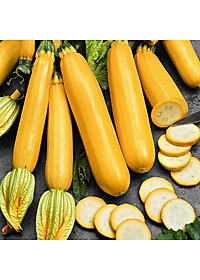 Hạt Giống Bí Ngòi Vàng Rado 337