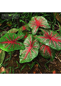 Cây môn đốm đỏ - Cây cảnh để bàn + tặng phân bón cho cây