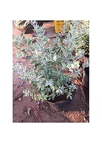 Cây Tuyết Sơn Phi Hồng - Cây cảnh vườn + Tặng phân bón cho cây